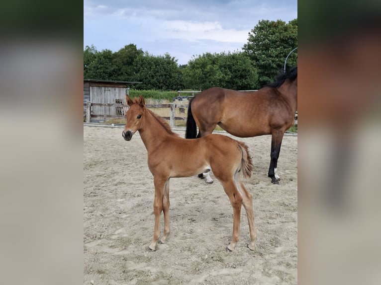 Westphalian Mare  16,2 hh Chestnut-Red in Cuxhaven