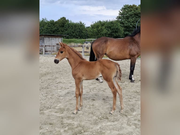 Westphalian Mare  16,2 hh Chestnut-Red in Cuxhaven