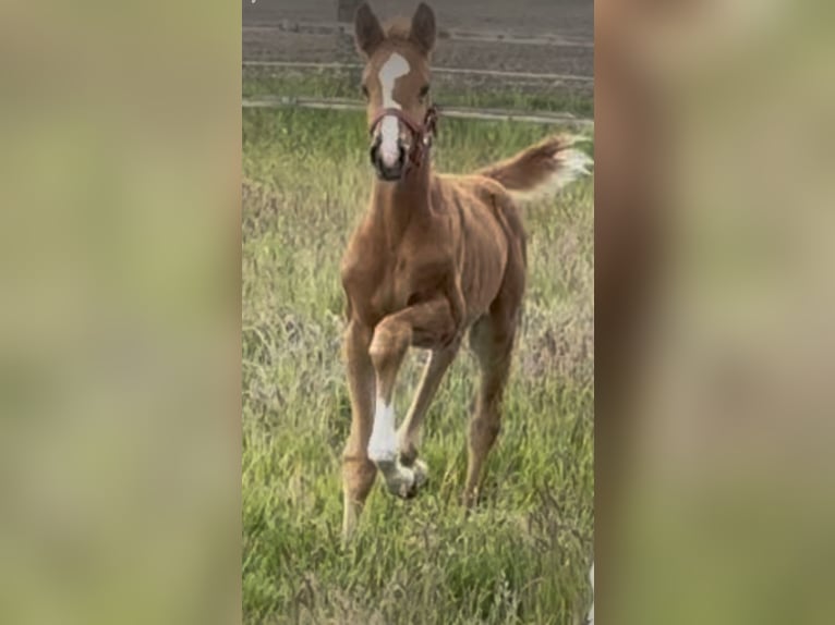 Westphalian Mare  16,2 hh Chestnut-Red in Greven