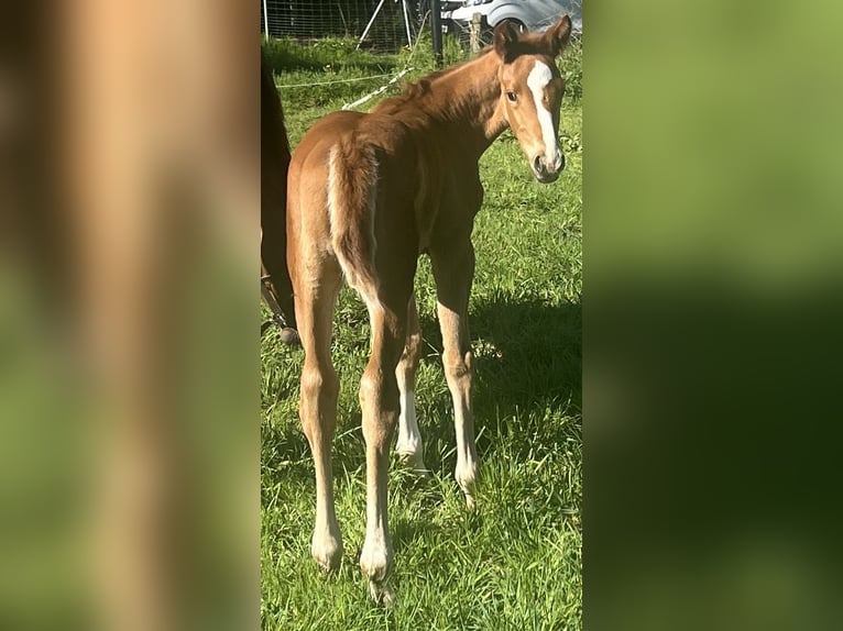 Westphalian Mare  16,2 hh Chestnut-Red in Greven