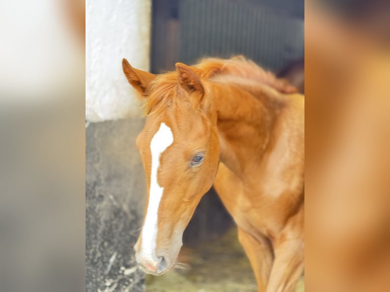 Westphalian Mare Foal (03/2025) 16,2 hh Chestnut-Red in Greven