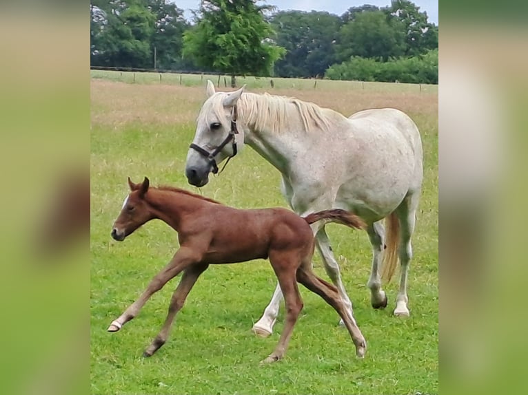 Westphalian Mare  16,2 hh Gray-Red-Tan in Hopsten