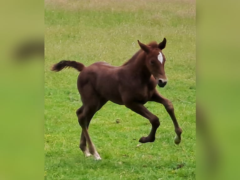 Westphalian Mare  16,2 hh Gray-Red-Tan in Hopsten