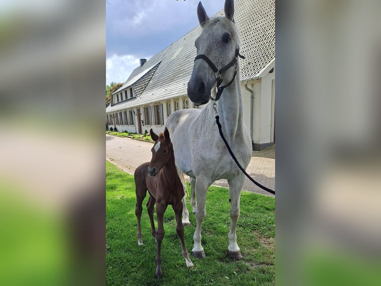 Westphalian Mare  16,2 hh Gray-Red-Tan in Hopsten
