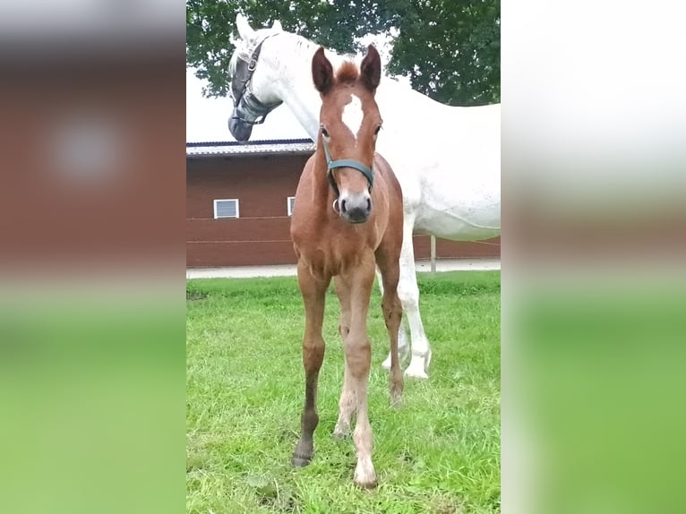 Westphalian Mare  16,2 hh Gray-Red-Tan in Hopsten