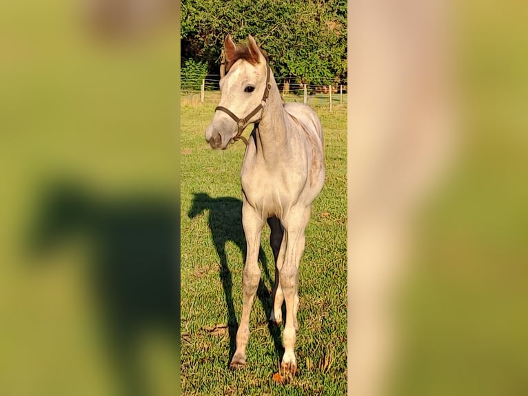 Westphalian Mare Foal (05/2025) 16,2 hh Grey-Red-Tan in Hopsten