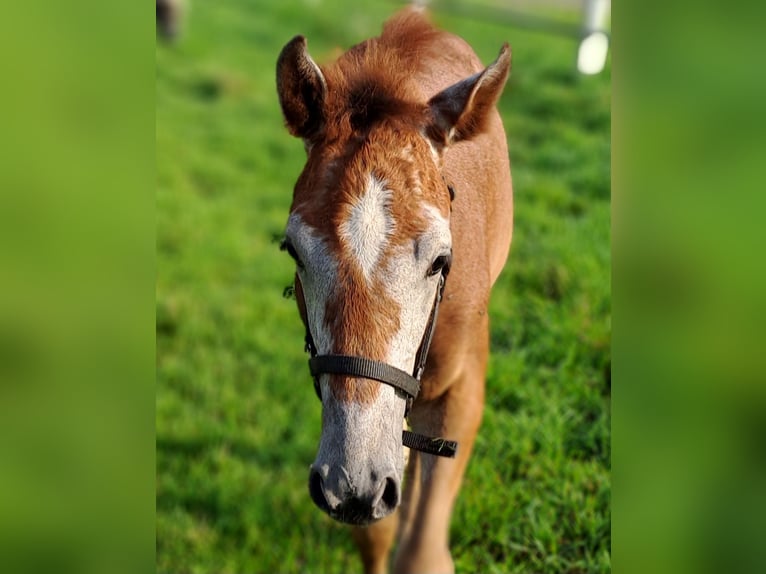 Westphalian Mare Foal (05/2025) 16,2 hh Grey-Red-Tan in Hopsten