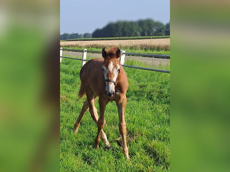 Westphalian Mare Foal (05/2025) 16,2 hh Grey-Red-Tan in Hopsten