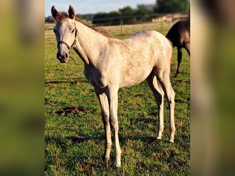 Westphalian Mare Foal (05/2025) 16,2 hh Grey-Red-Tan in Hopsten