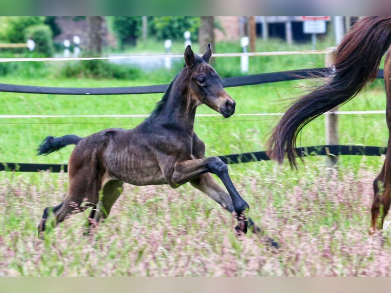 Westphalian Mare Foal (05/2025) 16,2 hh Smoky-Black in Ennigerloh