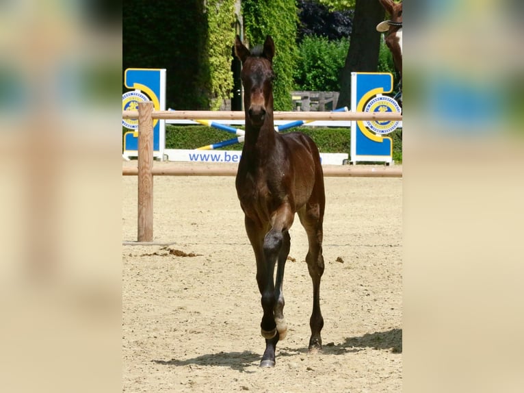 Westphalian Mare Foal (05/2025) 16,2 hh Smoky-Black in Ennigerloh