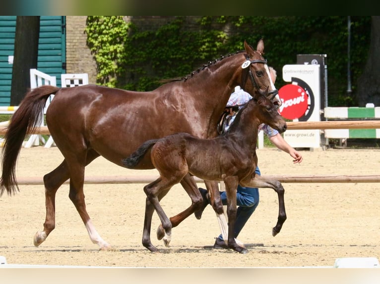 Westphalian Mare Foal (05/2025) 16,2 hh Smoky-Black in Ennigerloh