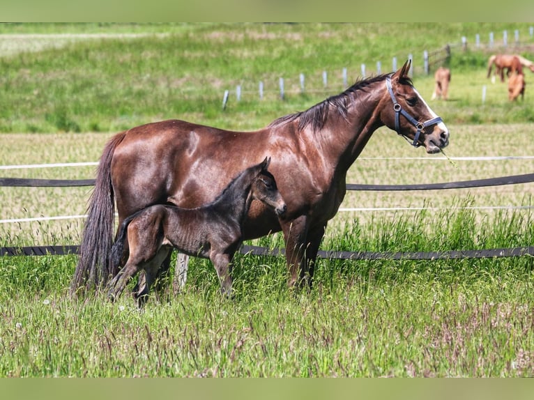Westphalian Mare Foal (05/2025) 16,2 hh Smoky-Black in Ennigerloh
