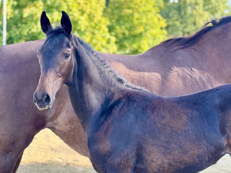 Westphalian Mare Foal (05/2025) 16,2 hh Smoky-Black in Ennigerloh