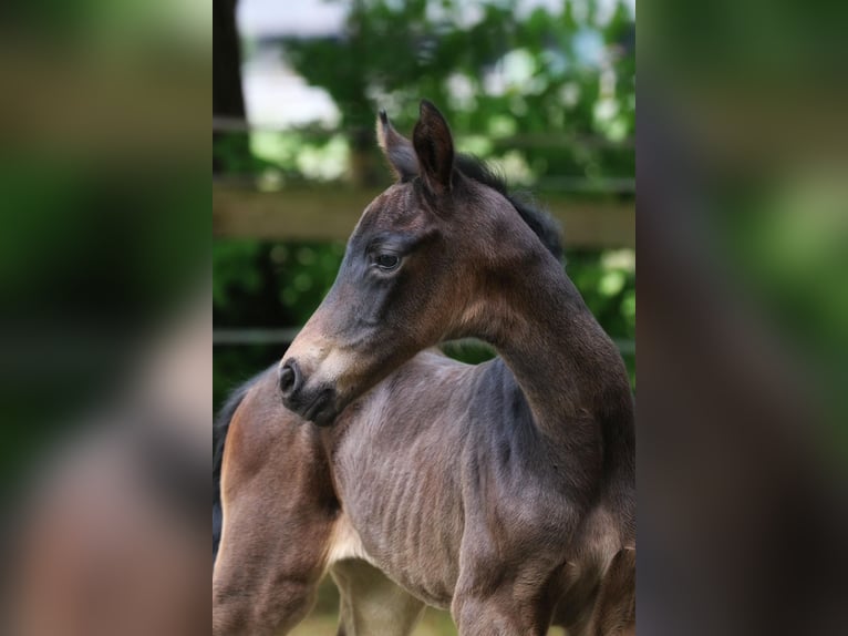 Westphalian Mare Foal (05/2025) 16,2 hh Smoky-Black in Ennigerloh