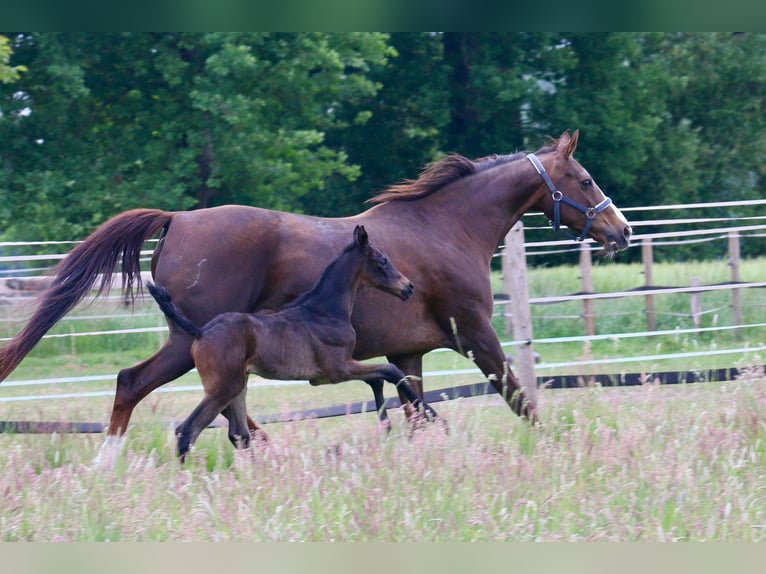 Westphalian Mare Foal (05/2025) 16,2 hh Smoky-Black in Ennigerloh
