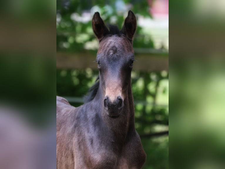 Westphalian Mare Foal (05/2025) 16,2 hh Smoky-Black in Ennigerloh