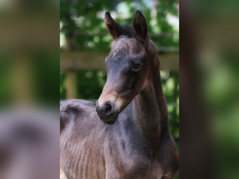 Westphalian Mare Foal (05/2025) 16,2 hh Smoky-Black in Ennigerloh
