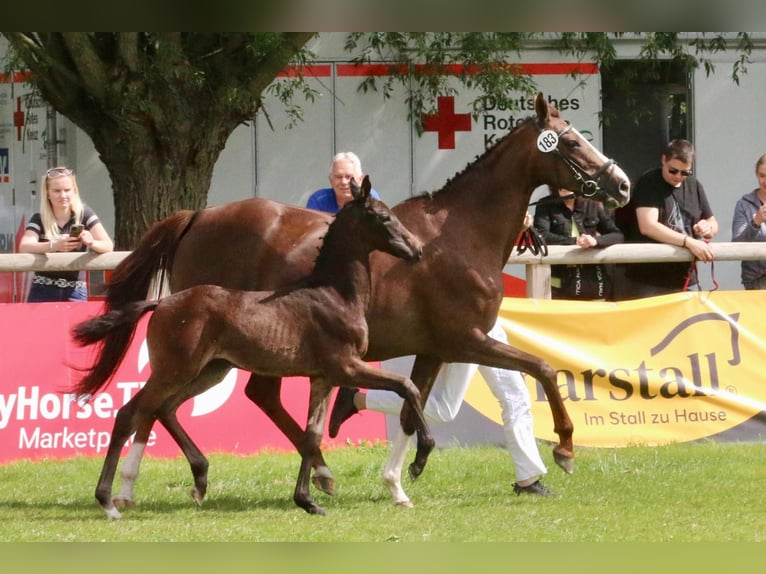 Westphalian Mare Foal (05/2025) 16,2 hh Smoky-Black in Ennigerloh