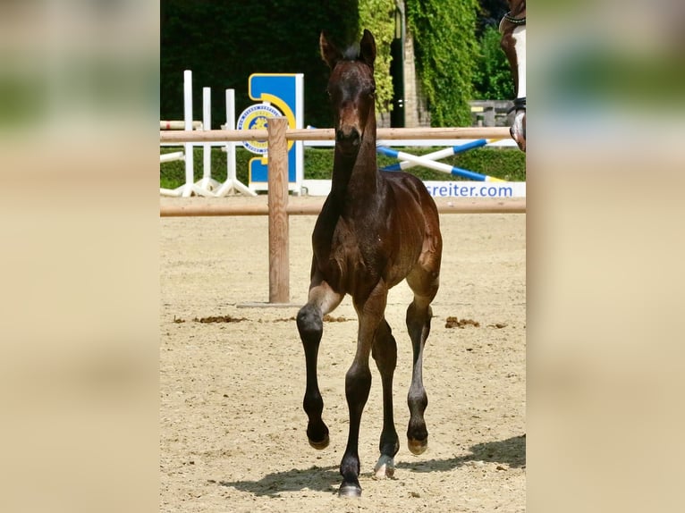 Westphalian Mare Foal (05/2025) 16,2 hh Smoky-Black in Ennigerloh