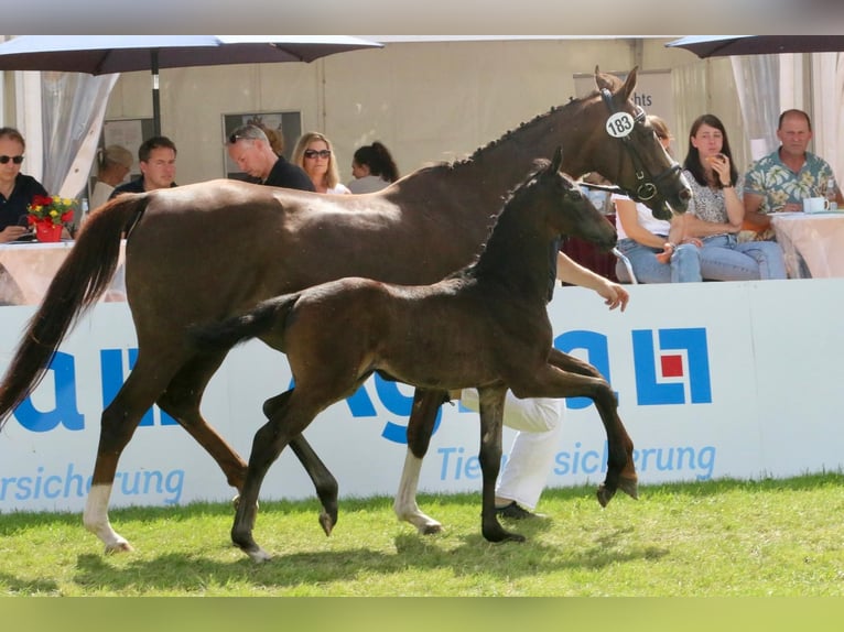 Westphalian Mare Foal (05/2025) 16,2 hh Smoky-Black in Ennigerloh