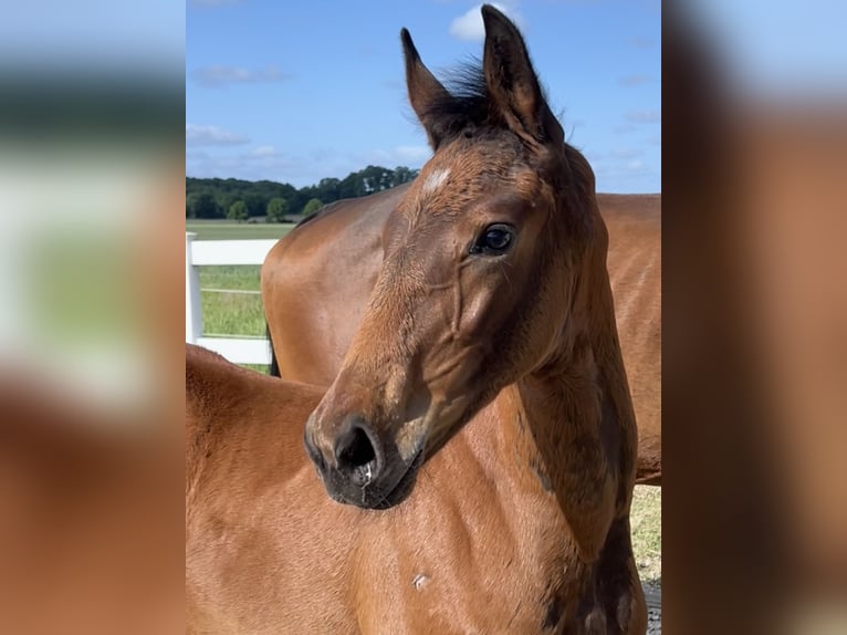 Westphalian Mare  16,3 hh Brown in Recke