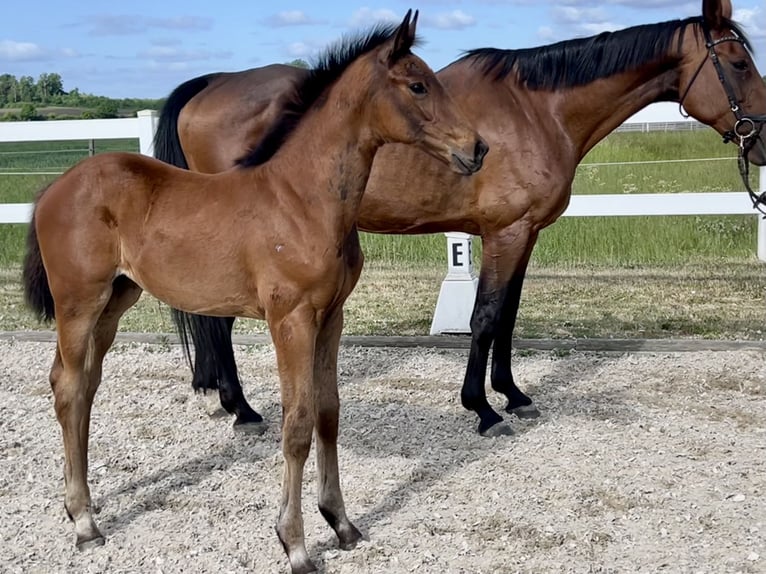 Westphalian Mare  16,3 hh Brown in Recke