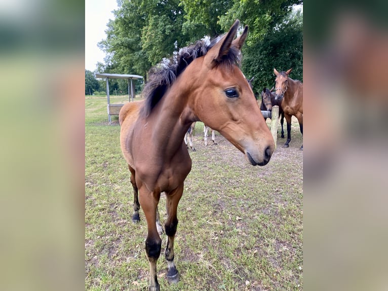 Westphalian Mare Foal (03/2025) 16,3 hh Brown in Recke