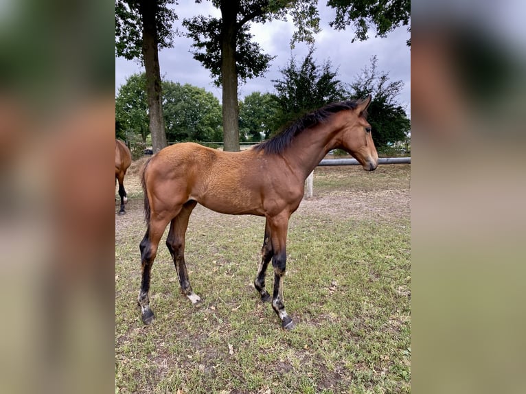 Westphalian Mare Foal (03/2025) 16,3 hh Brown in Recke