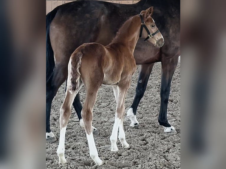 Westphalian Mare  16,3 hh Chestnut in Telgte