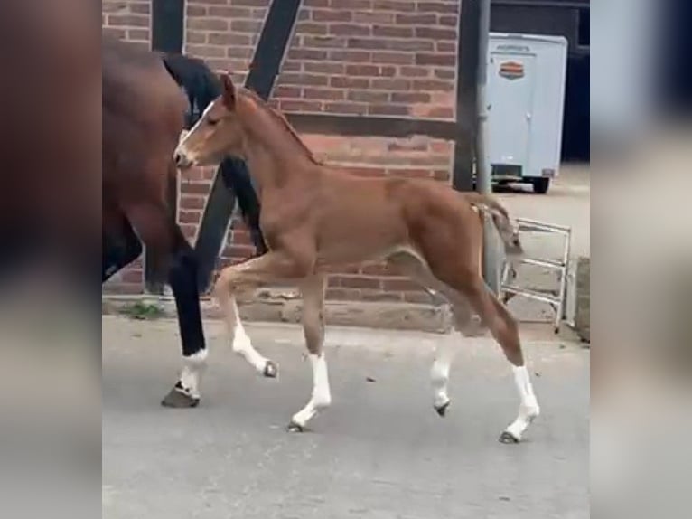 Westphalian Mare  16,3 hh Chestnut in Telgte