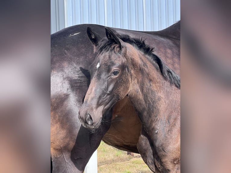Westphalian Mare  16,3 hh Smoky-Black in Recke