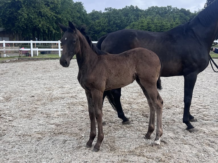 Westphalian Mare  16,3 hh Smoky-Black in Recke