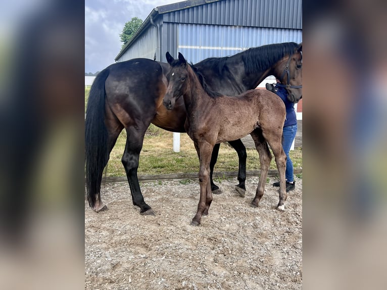 Westphalian Mare  16,3 hh Smoky-Black in Recke