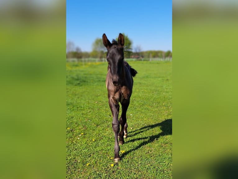 Westphalian Mare Foal (04/2025) 17 hh Bay-Dark in Hopsten
