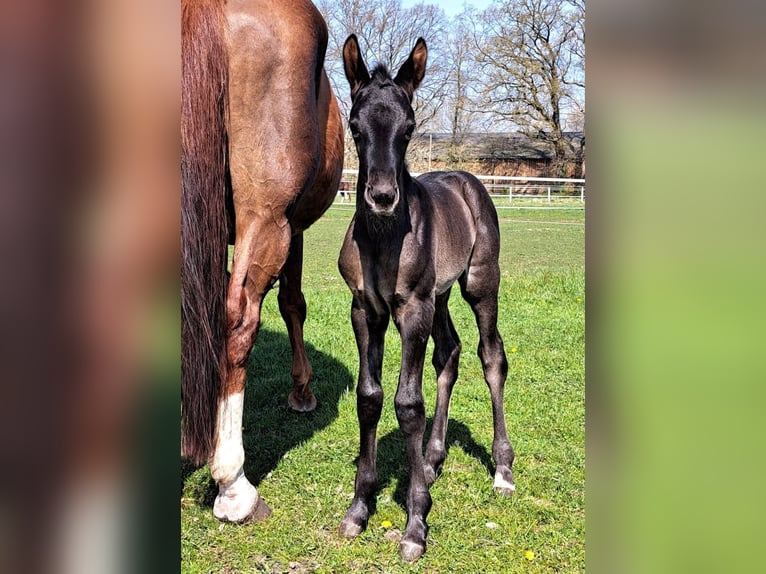 Westphalian Mare Foal (04/2025) 17 hh Bay-Dark in Hopsten