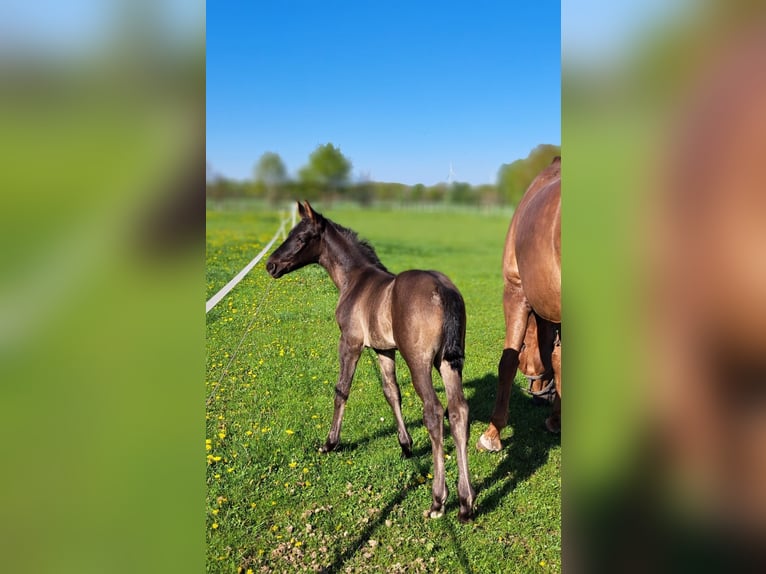 Westphalian Mare Foal (04/2025) 17 hh Bay-Dark in Hopsten