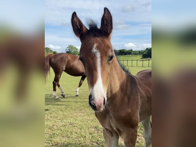 Westphalian Mare Foal (05/2025) 17 hh Bay in Ludlow
