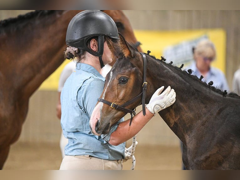 Westphalian Mare Foal (05/2025) 17 hh Bay in Ludlow