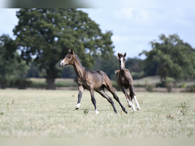 Westphalian Mare Foal (05/2025) 17 hh Bay in Ludlow