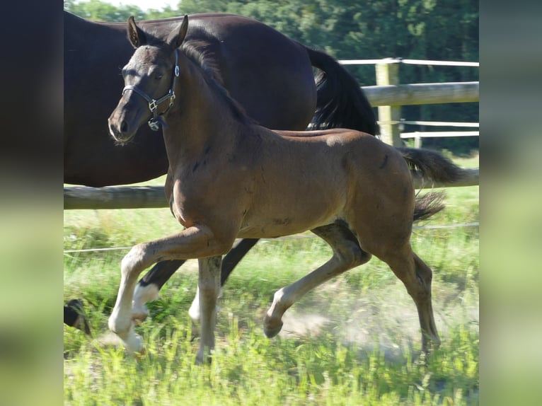 Westphalian Mare Foal (03/2025) 17 hh Black in Greifenstein