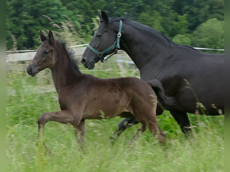 Westphalian Mare Foal (03/2025) 17 hh Black in Greifenstein