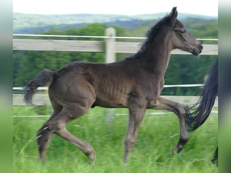 Westphalian Mare Foal (03/2025) 17 hh Black in Greifenstein