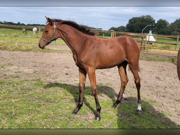 Westphalian Mare Foal (01/2024) 17 hh Brown in Wülperode