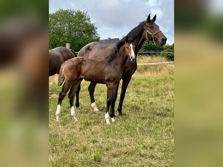 Westphalian Mare  17 hh Brown in Halsenbach