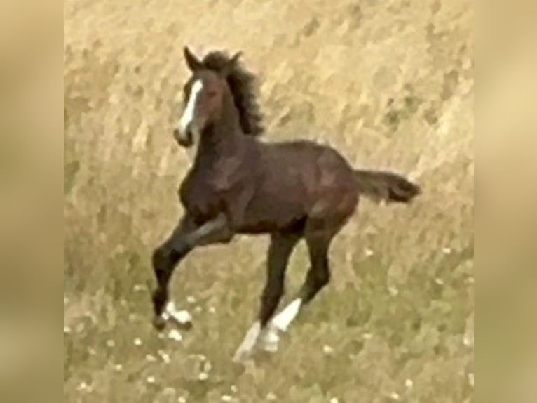 Westphalian Mare  17 hh Brown in Halsenbach