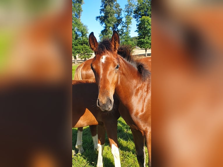 Westphalian Mare Foal (04/2025) 17 hh Brown in Ibbenb&#xFC;ren
