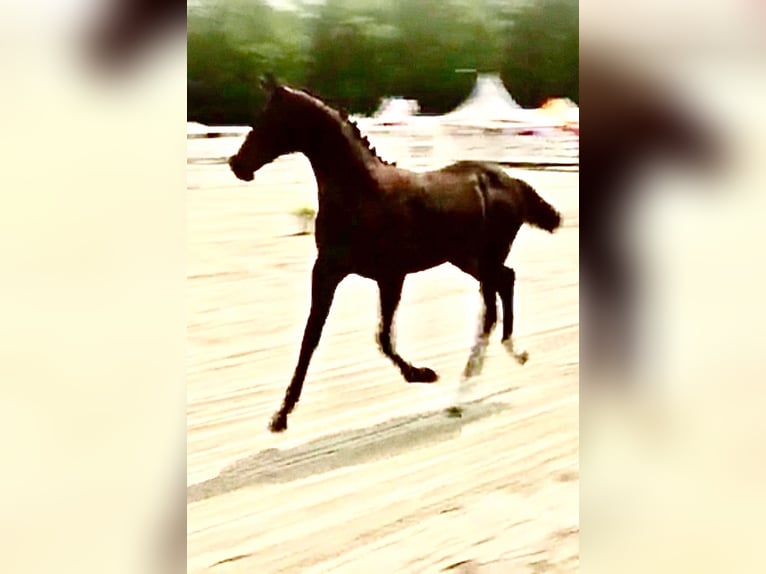 Westphalian Mare  17 hh Brown in Hüllhorst