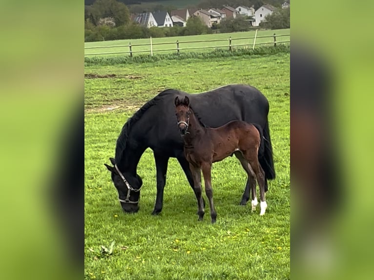 Westphalian Mare  17 hh Brown in Hüllhorst