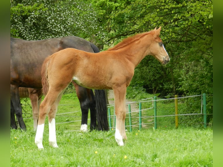 Westphalian Mare  17 hh Chestnut in Lienen